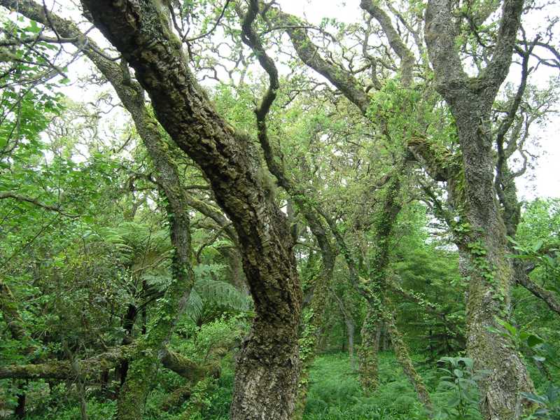 Korkeichen im Terranostra Park.JPG