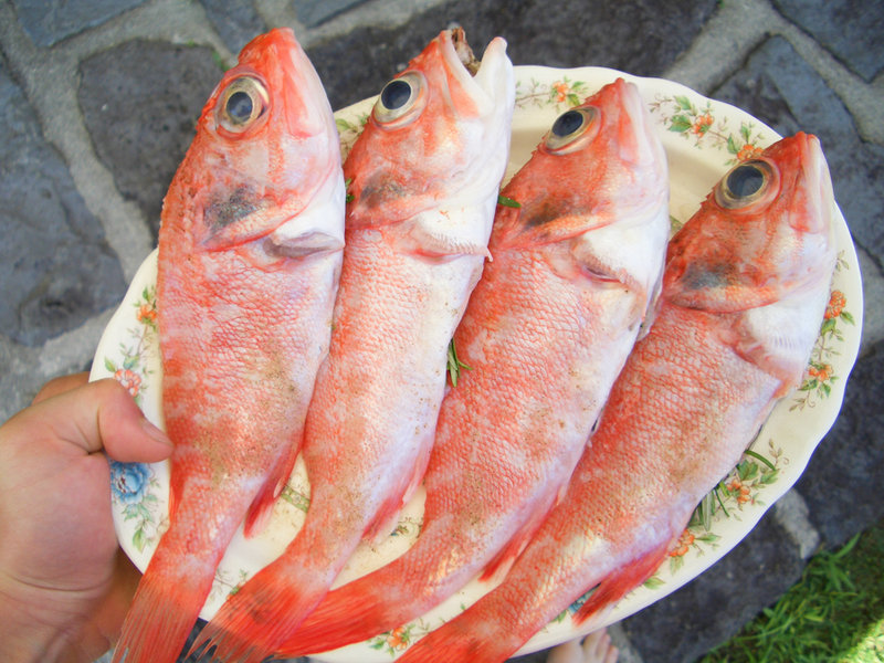 Fische.jpg