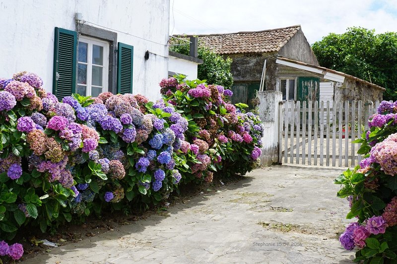 Lust_auf_Sao_Miguel_002_bunte_Hortensien_mit_Signatur.jpg